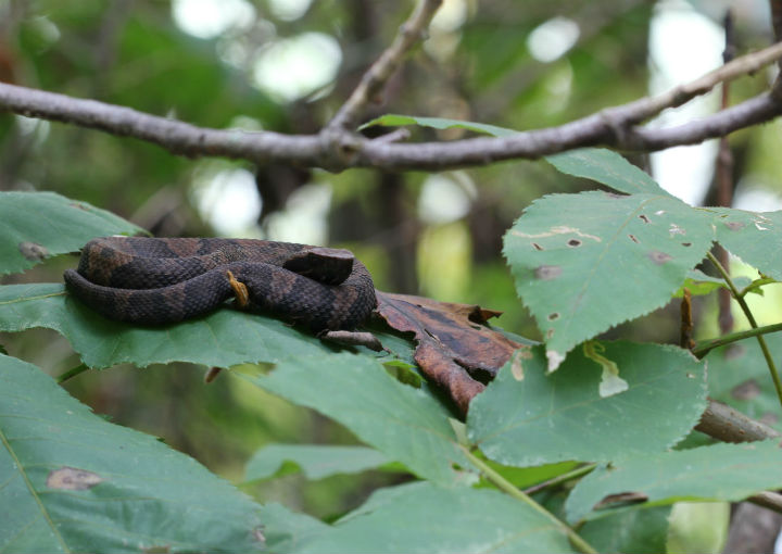 Cottonmouth